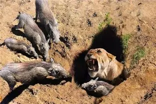 مستند حیات وحش / شیر پیگیر انقدر سوراخ گراز کند تا خودش جایگزین شد