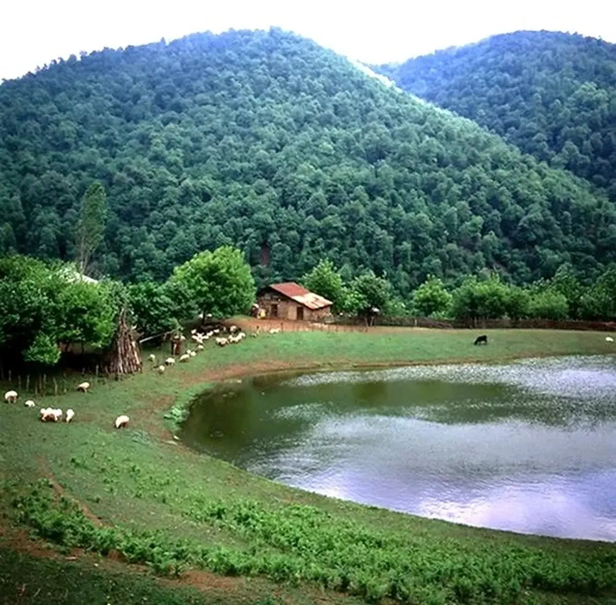 جنگل فندقلو