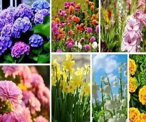 گیاهانی که گل میدهند / با یه تیر دو نشون بزن گل ها میان و میرن و گیاهت همیشه سره جاشه