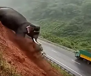 مستند احمقانه؛ فیل نفله زیر پاش خالی شد قل خورد رفت وسط جاده یه خونواده رو داغدار کرد