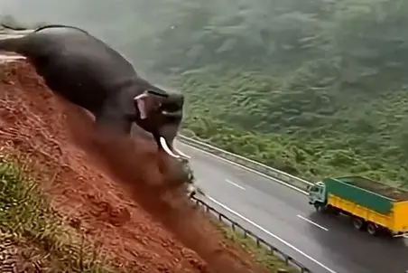 مستند احمقانه؛ فیل نفله زیر پاش خالی شد قل خورد رفت وسط جاده یه خونواده رو داغدار کرد