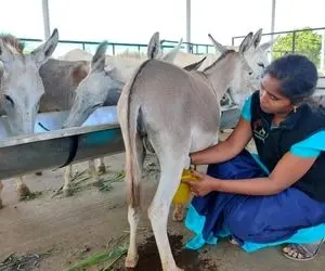 فراروی الاغ؛ خرها رو پرورش می دن تا چاق بشن و تا اون زمان کلی ازشون شیر می دوشن