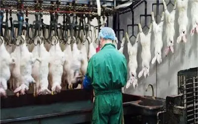 فرآوری خرگوش؛ اسرار پردازش گوشت خرگوش در یک کارخانه مدرن و پیشرفته با سودآوری ویژه