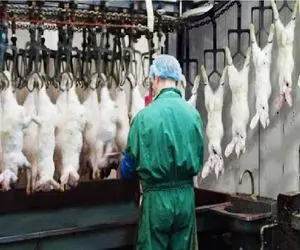 فرآوری خرگوش؛ اسرار پردازش گوشت خرگوش در یک کارخانه مدرن و پیشرفته با سودآوری ویژه