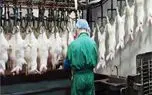 فرآوری خرگوش؛ اسرار پردازش گوشت خرگوش در یک کارخانه مدرن و پیشرفته با سودآوری ویژه