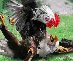 بدایع حیات وحش؛ خروس برای جلب توجه مرغا گلوی عقاب رو گرفت خفه کرد کفتار خورد