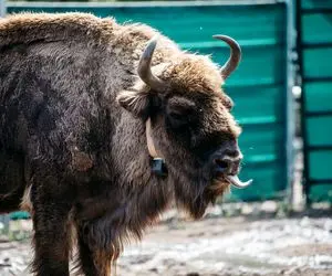 پرسه زدن گاومیش های کوهان دار در جنگل های بریتانیا؛ چه ناز و ادایی هم میریزه با رفقاش!