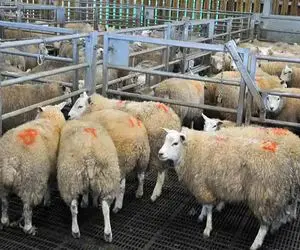 یمت دام زنده امروز 20 مرداد 1404/ استان فارس رکوردار بالاترین قیمت گوسفند و گوساله شد