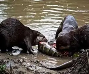 بدایع حیات وحش / آناکوندا فکر میکرد ازازیل زمانه ست تا گیر سمور آمازونی افتاد
