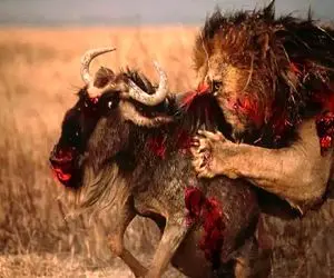 بدایع حیات وحش؛ شیر سفاک دو خم کل یالدار ددمنش رو گرفت مثله و تناول کرد