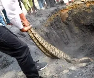 از جذابیت های حیات وحش؛ آقاهه عجب کله خر پیتون غول رو پیچیده دور دستشو میکشه