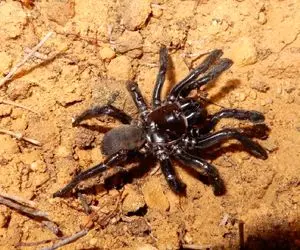 راز بقا؛ فداکارترین حیوان که اگه غذا نباشه اجازه میده بچه‌هاش گوشت بدن خودشو بخورن! 