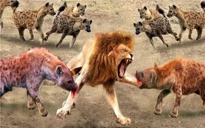 نبرد حیات وحش/کفتار ها بالخره با نامردی تونستن شیر رو مجروح کنند/شیر زخمی هم ترسناکه
