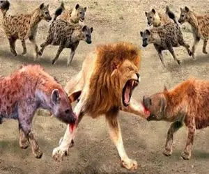 نبرد حیات وحش/کفتار ها بالخره با نامردی تونستن شیر رو مجروح کنند/شیر زخمی هم ترسناکه