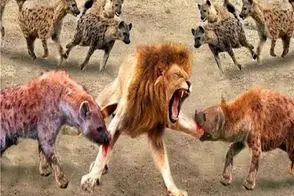 نبرد حیات وحش/کفتار ها بالخره با نامردی تونستن شیر رو مجروح کنند/شیر زخمی هم ترسناکه