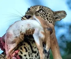 مستند حیاوت وحش؛ شکار ناجوانمردانه آهوی لاجون توسط پلنگ برد بالای درخت پرتش کرد پایین