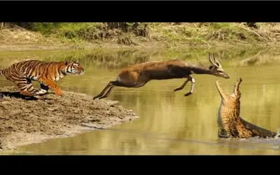 نبرد حیات وحش/گوزن شاخدار بین دو حیوان وحشی تمساح و ببر گرفتار شد/دست و پا زدن فایده نداشت