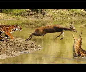 نبرد حیات وحش/گوزن شاخدار بین دو حیوان وحشی تمساح و ببر گرفتار شد/دست و پا زدن فایده نداشت