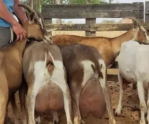 فرآوری بز؛ بزهای رعنا و خوش استایلی که هر کدوم اندازه یک گوساله شیر ازشون می دوشن