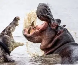 مستند حیات وحش؛ تفرقه میان تمساح ها برای بلع لاشه اسب آبی