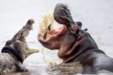 مستند حیات وحش؛ تفرقه میان تمساح ها برای بلع لاشه اسب آبی