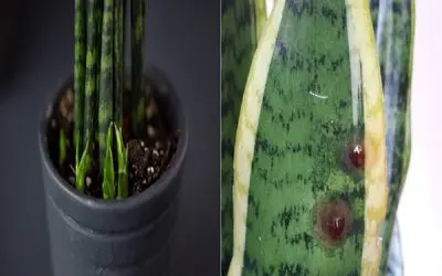 نشونه‌ هایی که گیاه سانسوریا داره رو به مرگ میره/ با این روش ها از مرگ حتمی نجاتش بده