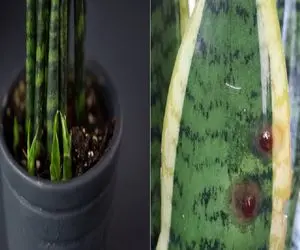 نشونه‌ هایی که گیاه سانسوریا داره رو به مرگ میره/ با این روش ها از مرگ حتمی نجاتش بده