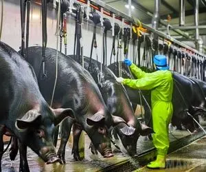 فرآوری خوک؛ خوک سیاه رو پرورش میدن و فربه میکنن به شوق رسیدن به گوشت صورتی اش