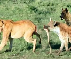 مستند حیات وحش؛ کفتارای پلید سلطان دوره کردن بزنن زمین یه دم عایدشون شد