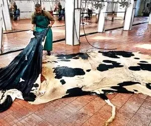 فراوری پوست گاو؛ خیلی مدرن و تمیز پوست گاو رو قلفتی میکنن و فرش میکنن کف زمین