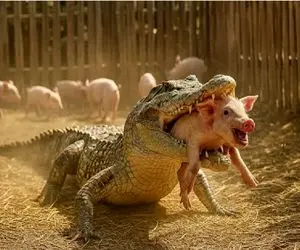 حیات وحش مصنوعی؛ نجات خوک قلمبه صورتی از میان آرواره تمساح توسط سگ باوفا