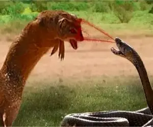 بر مدار وحش؛ مار در مقابل مانگوس شانسی ندارد