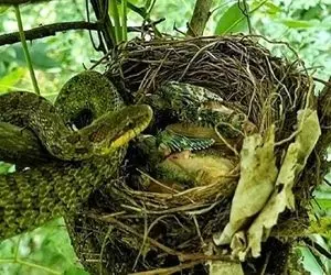 بدایع حیات وحش؛ بچه پیتون غول رفت لونه شاهین جوجه هاشو بلعید خواب به خواب شد