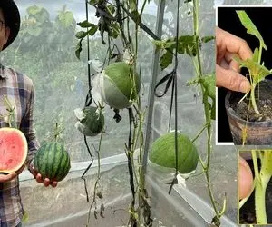 کشاورزی نوین؛ هندوانه و کدو تنبل رو پیوند میزنه و یه سم غول پیکر تحویلت میده