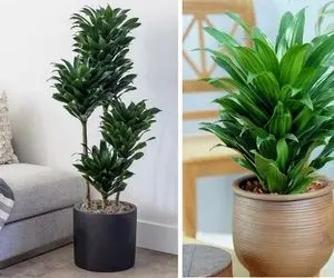 راهنمای نگهداری از گیاه کامپکت / نکات مهم برای شادابی و رشد سریع دراسنا کامپکت