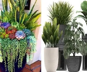 خوشگلترین گیاهان آپارتمانی ساده / فرقی نمیکنه خونه کوچیکه یا بزرگ این گلا ناناسن