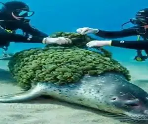 مستند کاوش؛ شادی شیر دریایی بعد از این که غواص ها با تجهیزات حرفه ای بدنشو تمیز کردن