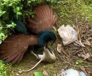 بر مدار وحش؛ پرنده ضحاک انقدر موش رو نوک میزنه برسه به مغزش