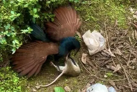 بر مدار وحش؛ پرنده ضحاک انقدر موش رو نوک میزنه برسه به مغزش