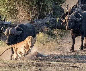 از جذابیت‌های حیات وحش؛ بوفالوها شدن رقیب اصلی شیرها سر اینکه کی سلطان جنگل بحث میکنن