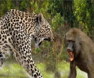 مستند حیات وحش؛ میمون ها پلنگ را به ذلت می کشانند