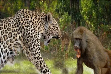 مستند حیات وحش؛ میمون ها پلنگ را به ذلت می کشانند
