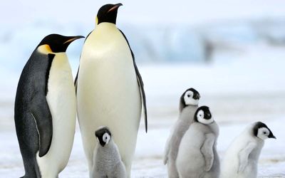 تصاویر جذاب و منحصر به فرد از زندگی پنگوئن ها