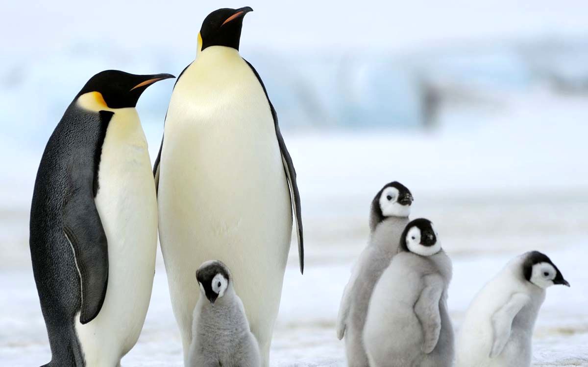 پنگوئن-امپراطور