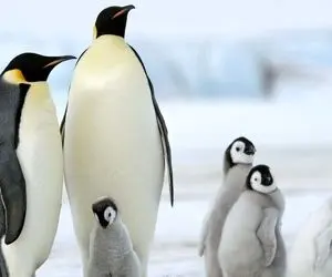 تصاویر جذاب و منحصر به فرد از زندگی پنگوئن ها