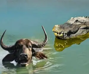 مستند حیات وحش /  تمساح خود را حاکم رودخانه ها می دانست خلافش ثابت شد