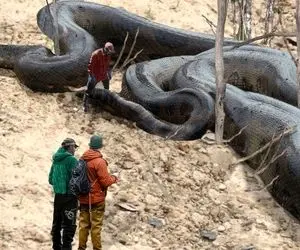 حیوانات غول جثه؛ بزرگ ترین مارهای دنیا که هیولان واسه خودشون و از تریلی گنده ترند