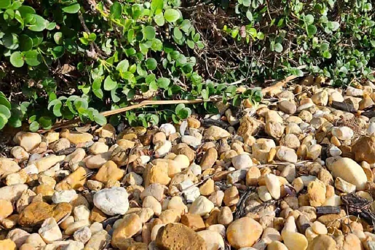 تست-بینایی-یافتن-مارمولک-در-سنگریزه-ها