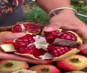 کشاورزی نوین؛ میوه های بهشتی که فقط و فقط تو چین پیدا میشن خاک حاصلخیز نتیجه اش اینه