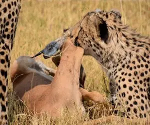 جذابیت حیات وحش؛ یوزپلنگ استراتژیک با 120 تا زیر پا گرفت خرخره ایمپالا بجوعه